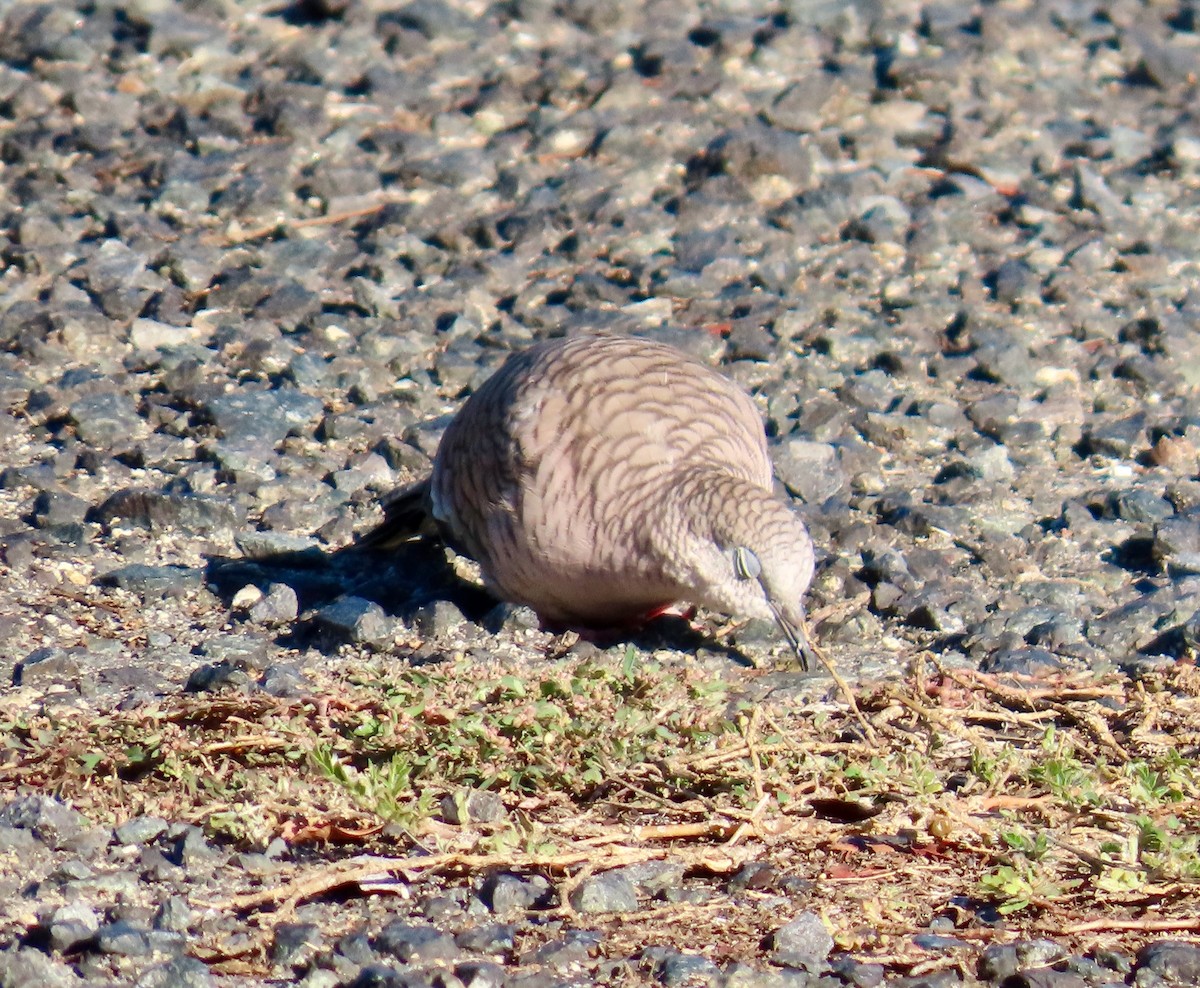 Inca Dove - ML643703424