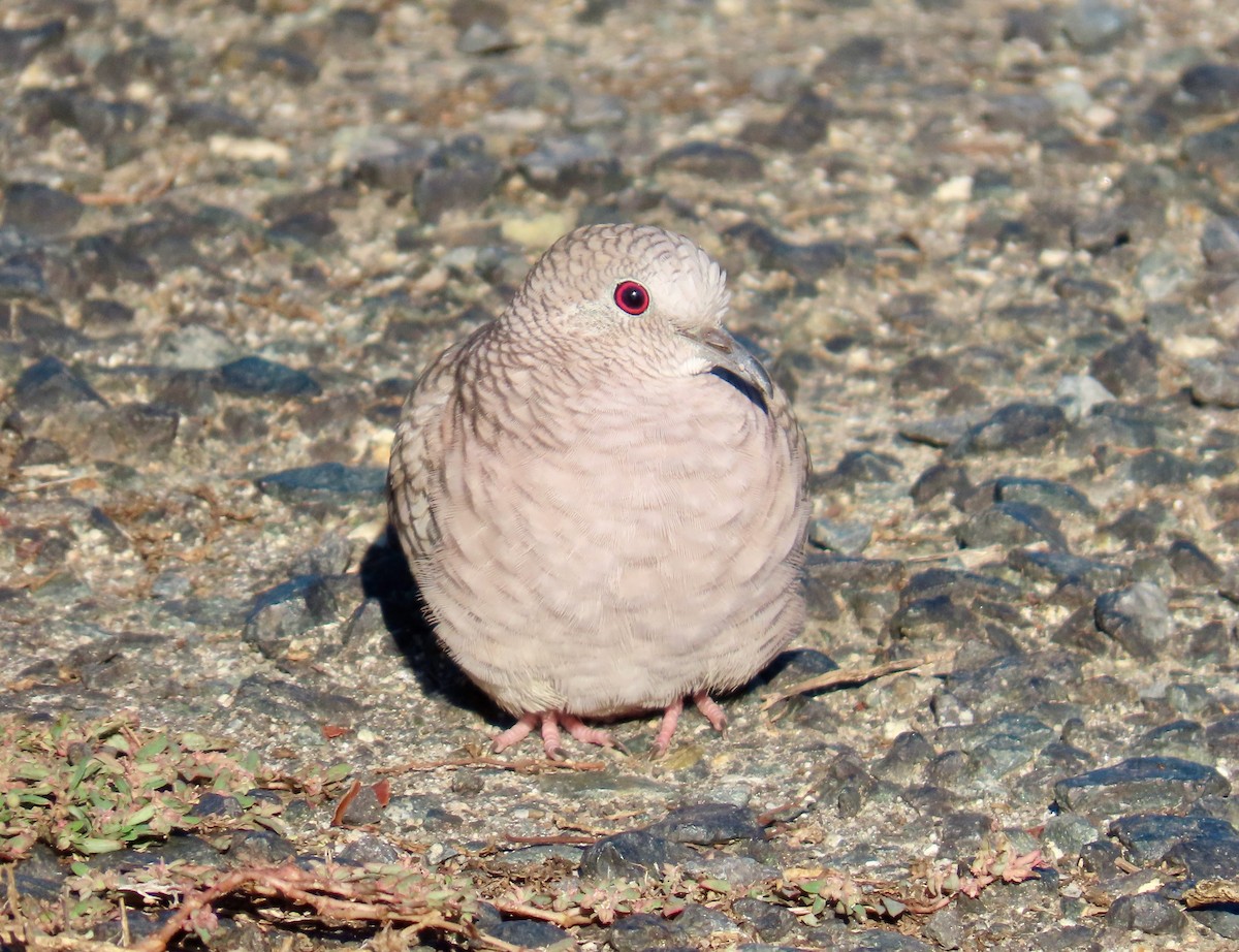Inca Dove - ML643703425