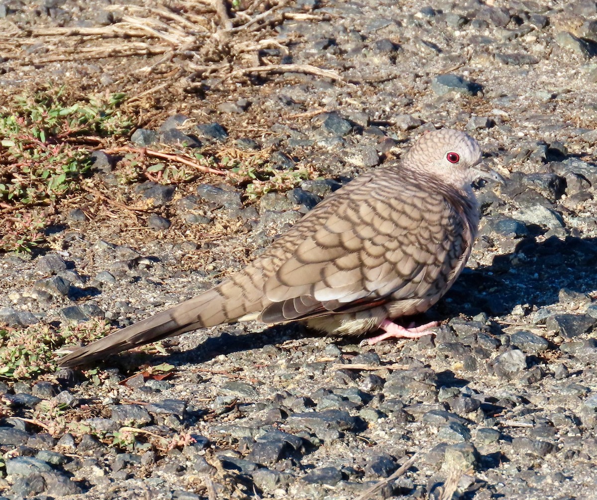 Inca Dove - ML643703426