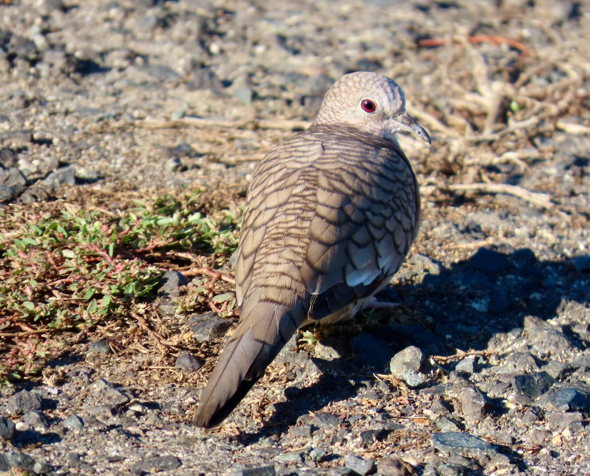 Inca Dove - ML643703427