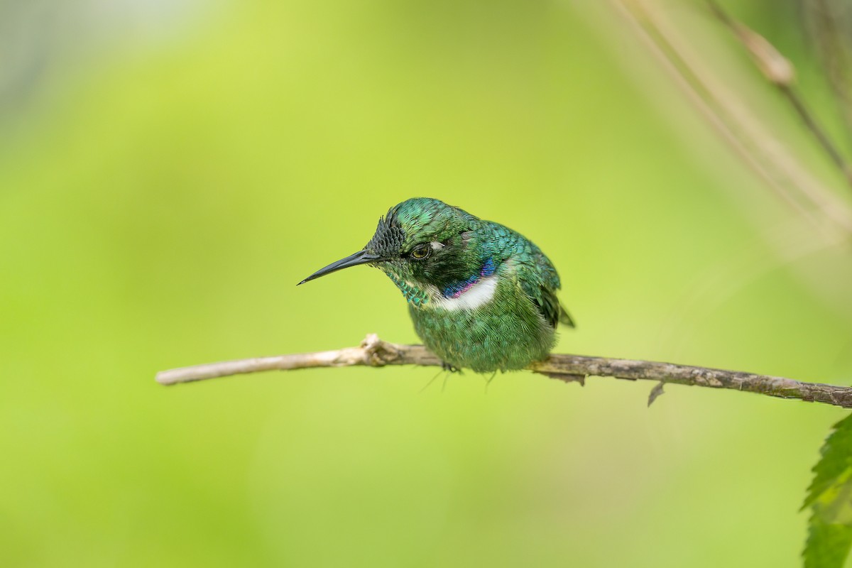 White-throated Daggerbill - ML643703428