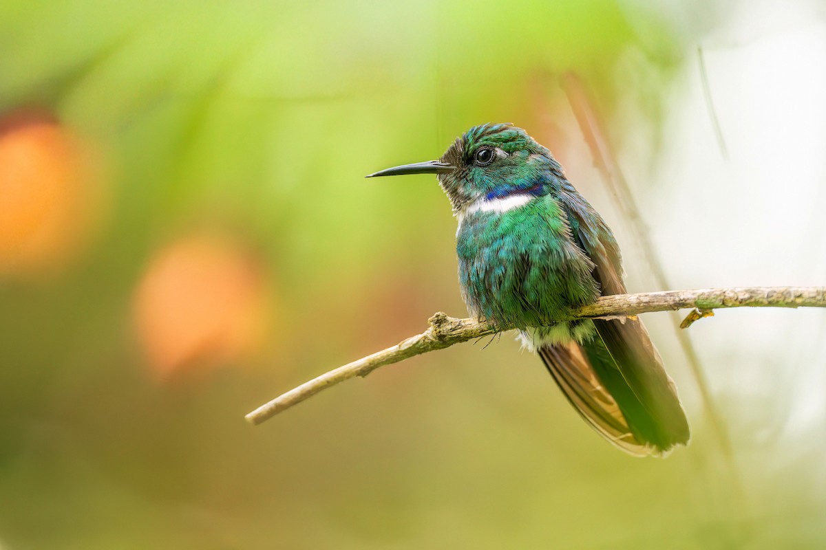 White-throated Daggerbill - ML643703429
