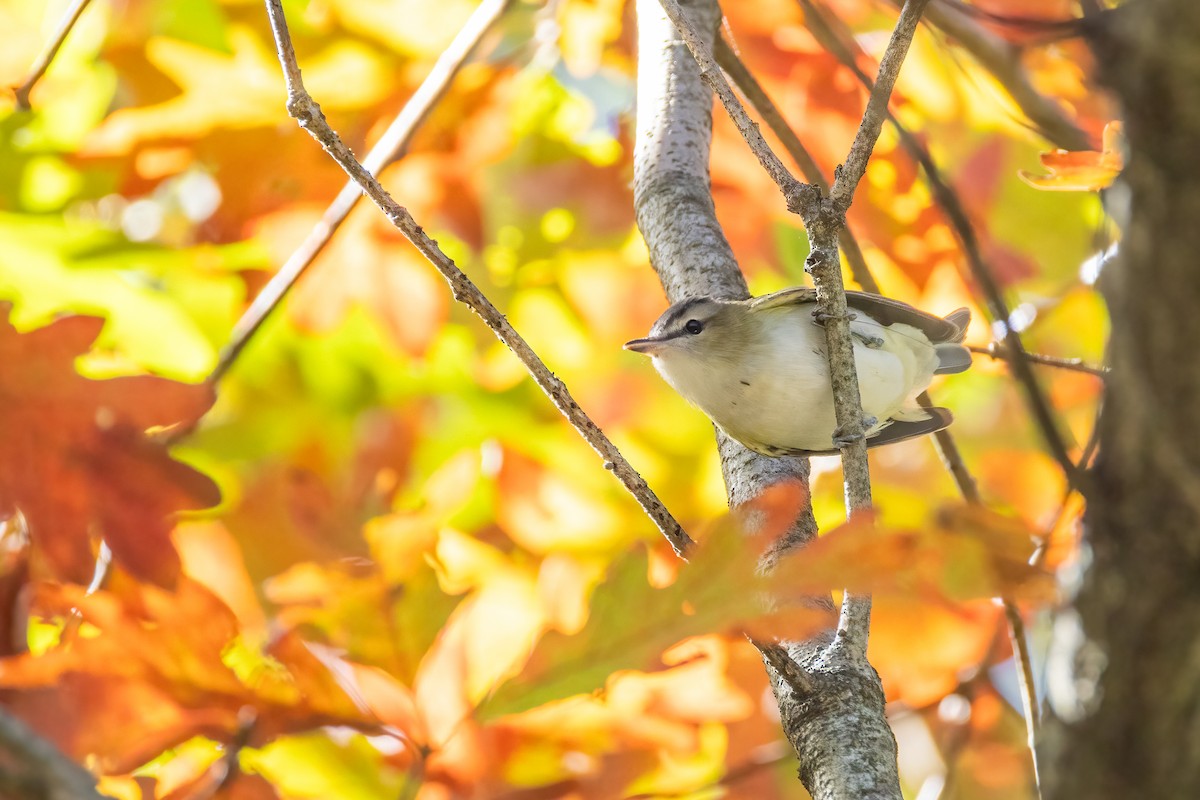 rødøyevireo - ML643703430
