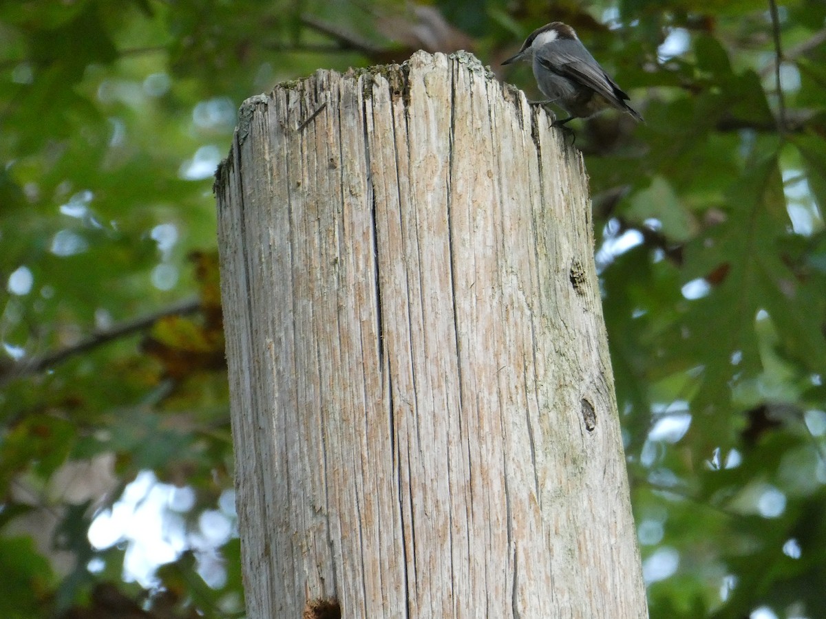 Brown-headed Nuthatch - ML643703431