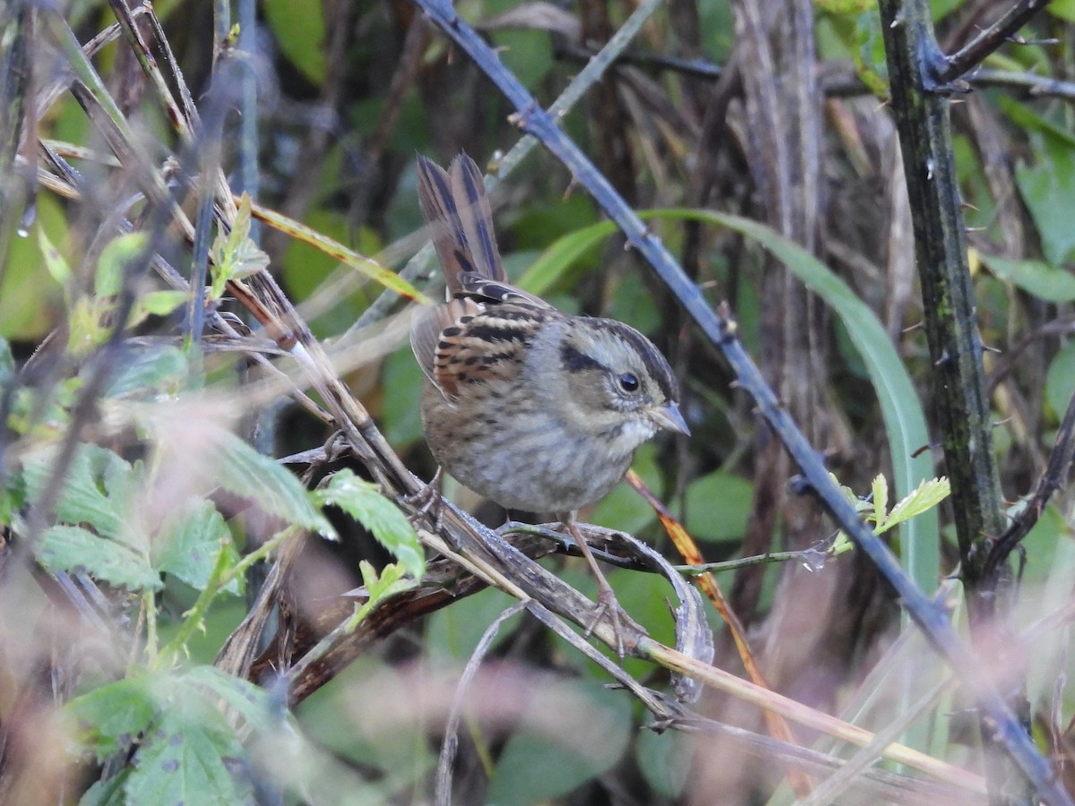 Swamp Sparrow - ML643703432