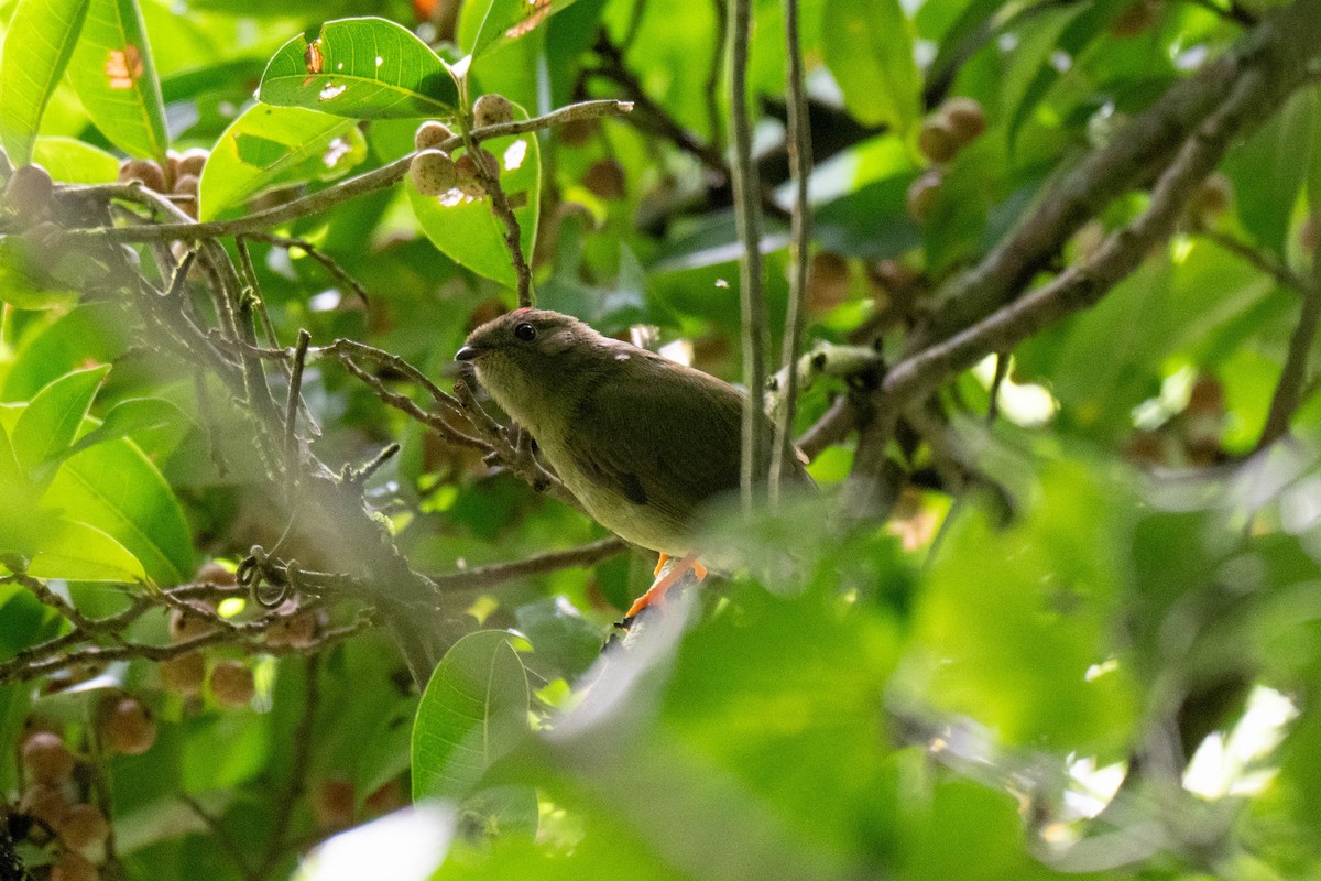 Long-tailed Manakin - ML643703441