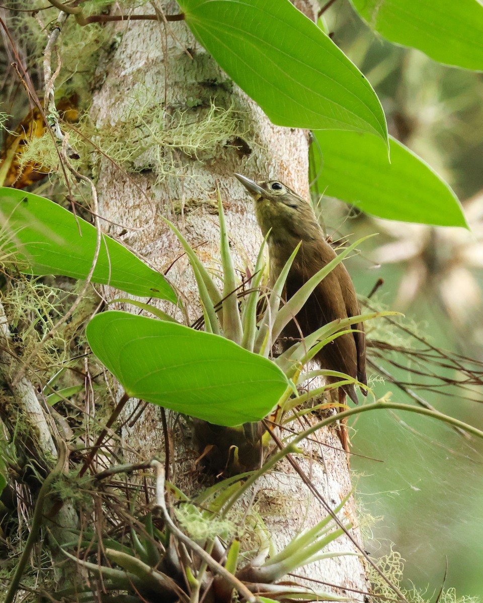 Montane Foliage-gleaner - ML643703443