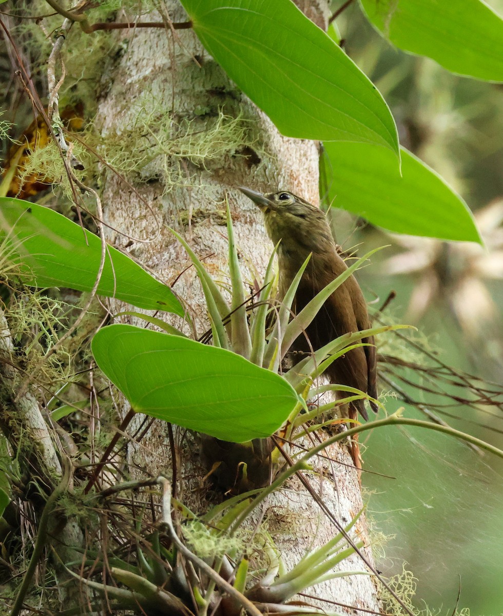 Montane Foliage-gleaner - ML643703444