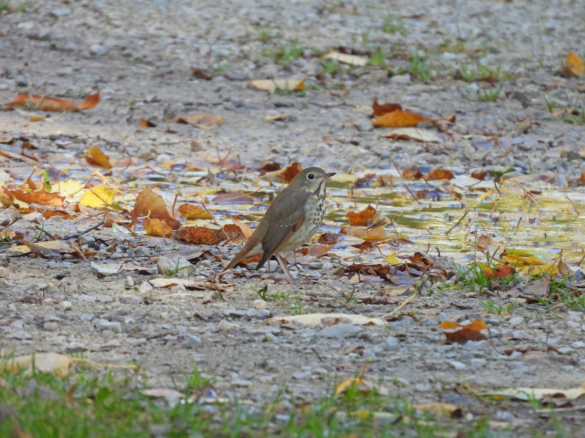 drozd rezavoocasý - ML643703445