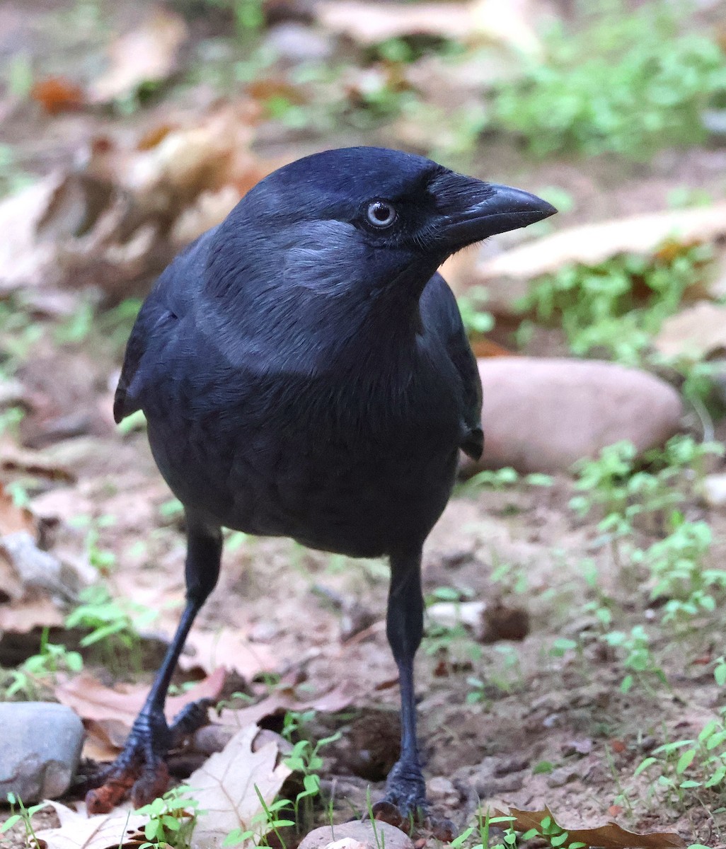 Eurasian Jackdaw - ML643703450