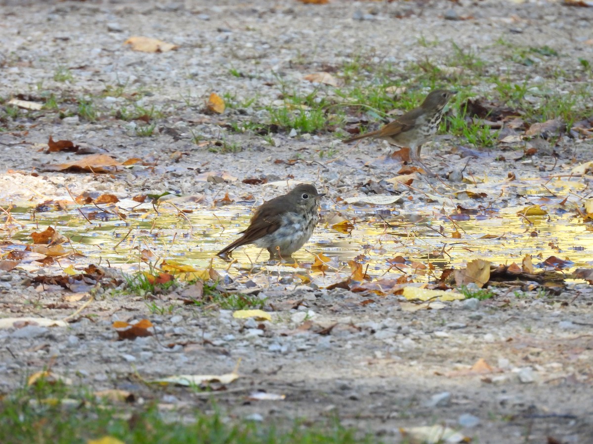 drozd rezavoocasý - ML643703451