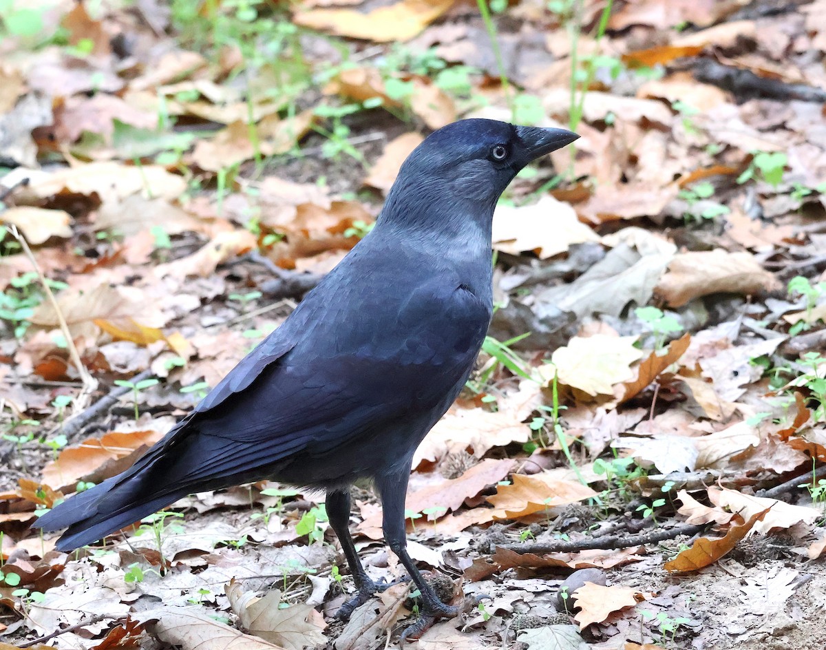 Eurasian Jackdaw - ML643703452