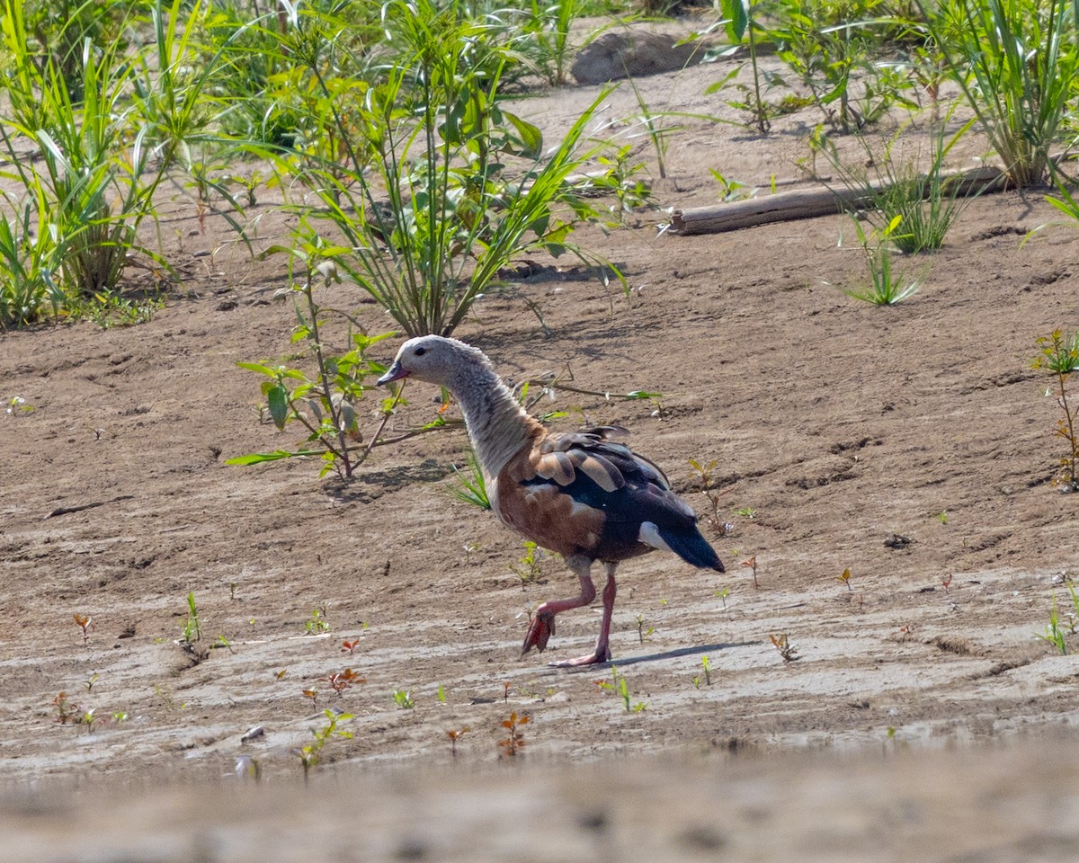 Orinoco Goose - ML643703458