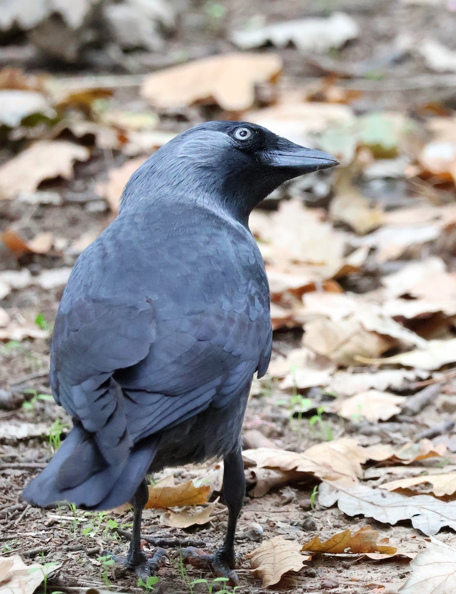 Eurasian Jackdaw - ML643703460