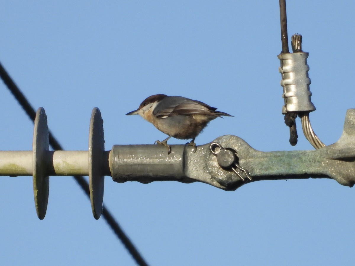 Brown-headed Nuthatch - ML643703467