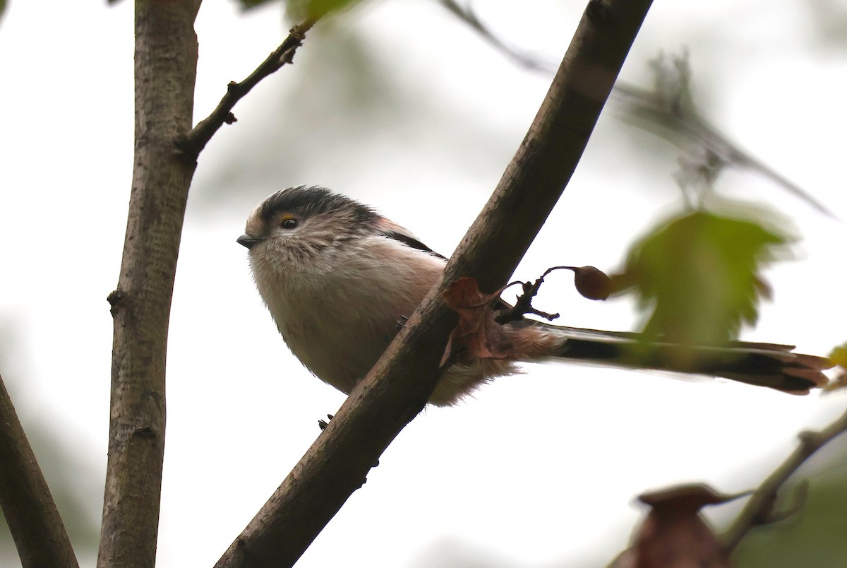 Long-tailed Tit - ML643703470