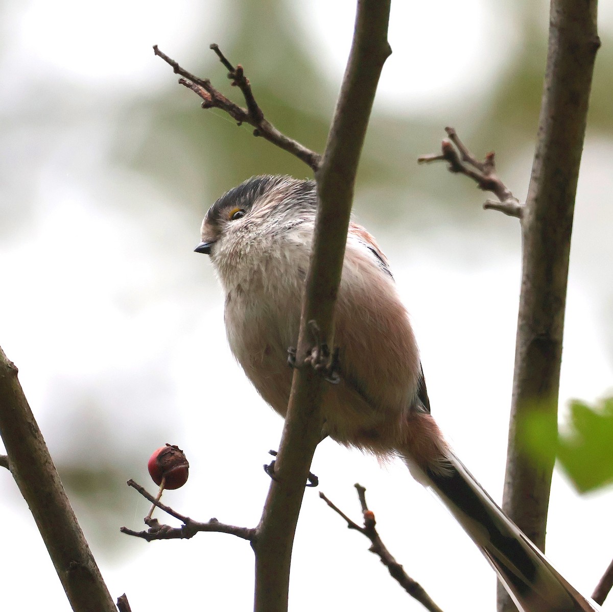 Long-tailed Tit - ML643703474