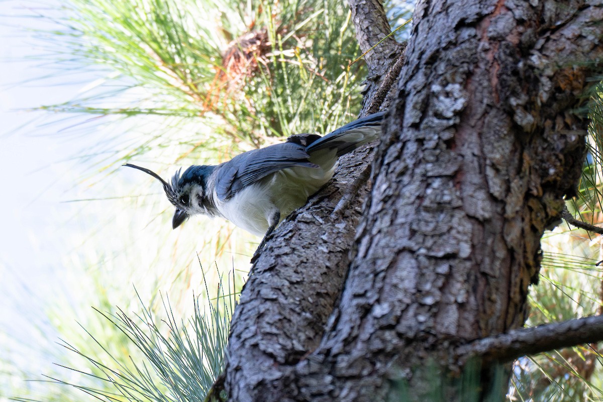 White-throated Magpie-Jay - ML643703476