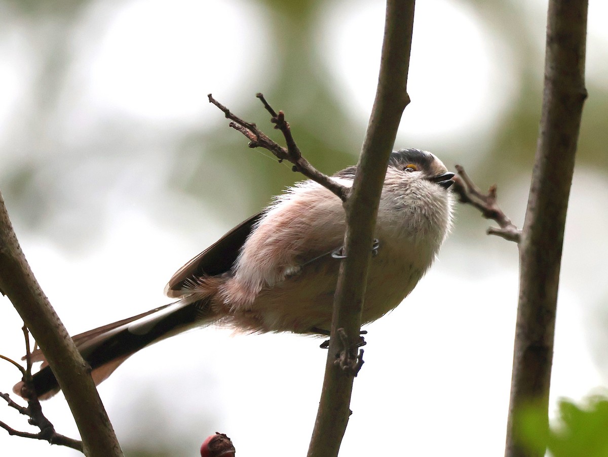 Long-tailed Tit - ML643703480