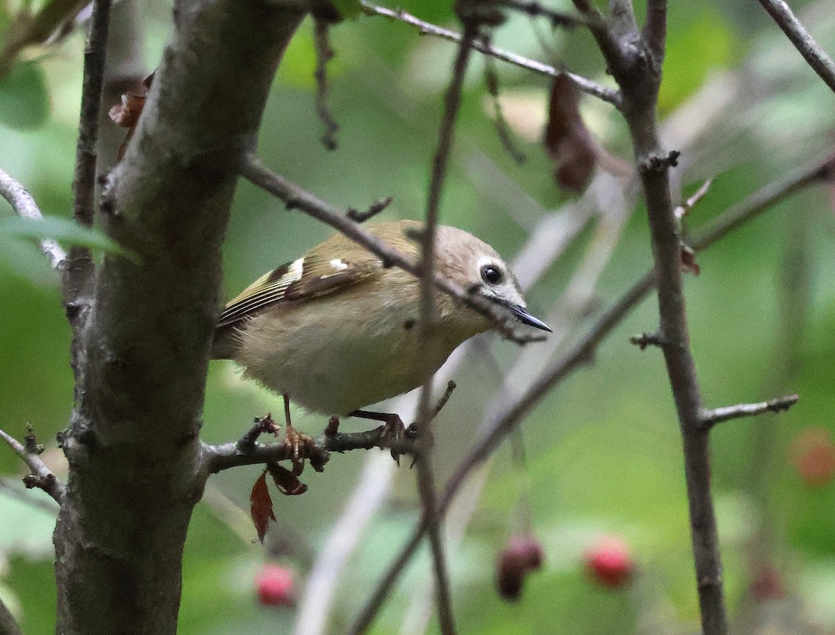 Goldcrest - ML643703484