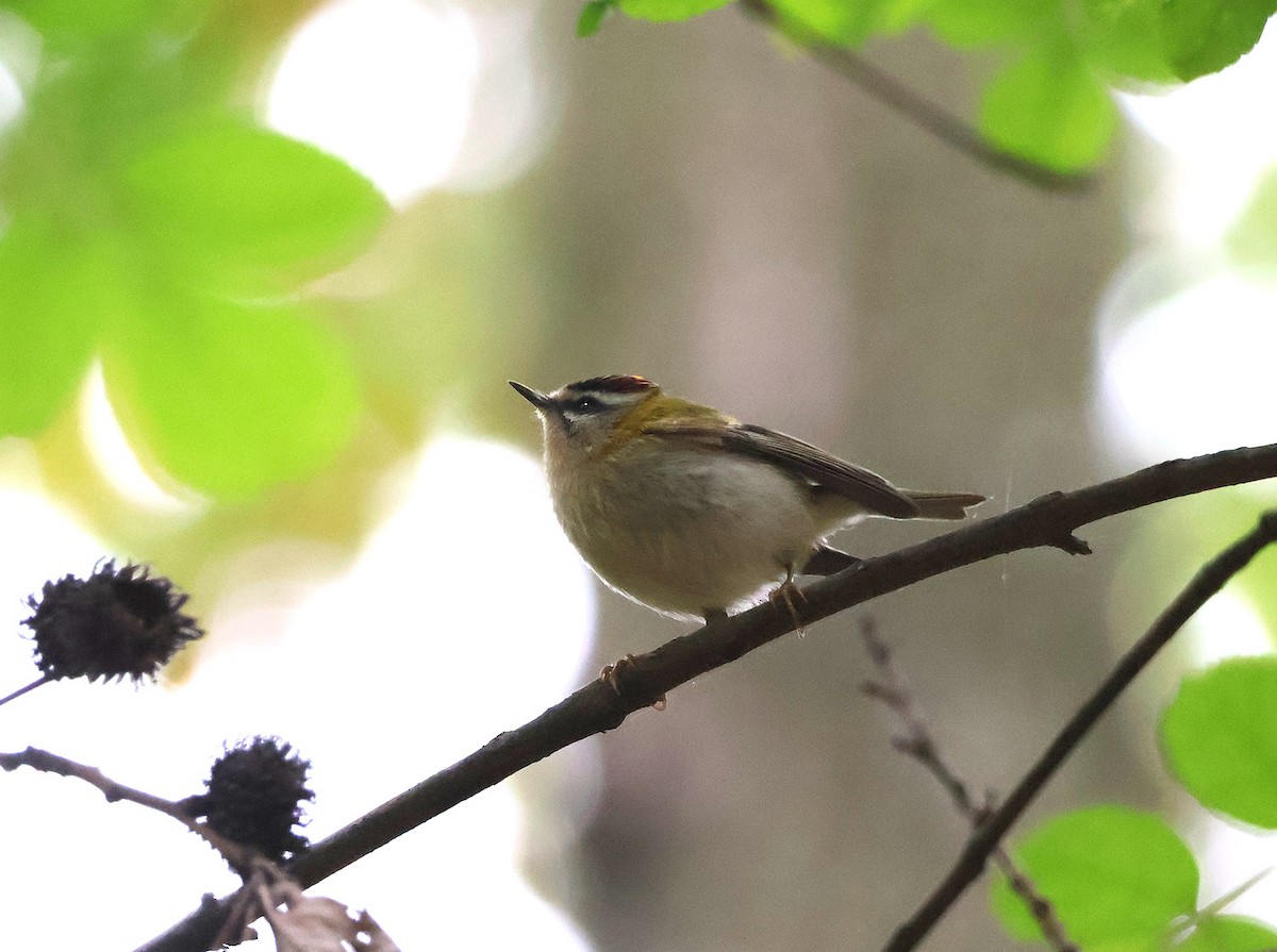 Common Firecrest - ML643703490