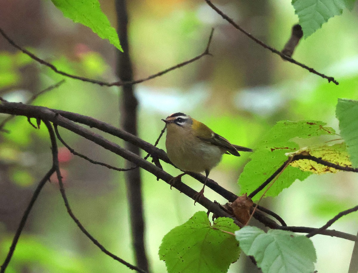Common Firecrest - ML643703500