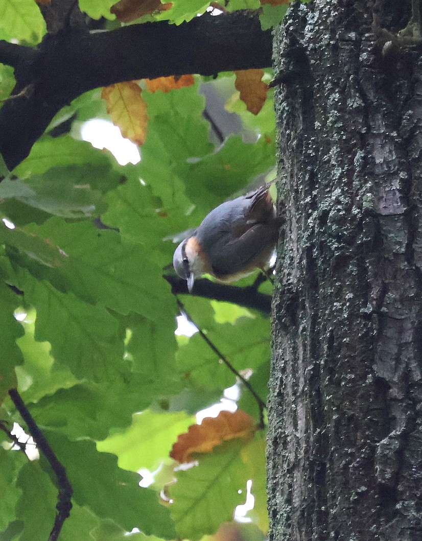 Eurasian Nuthatch - ML643703507