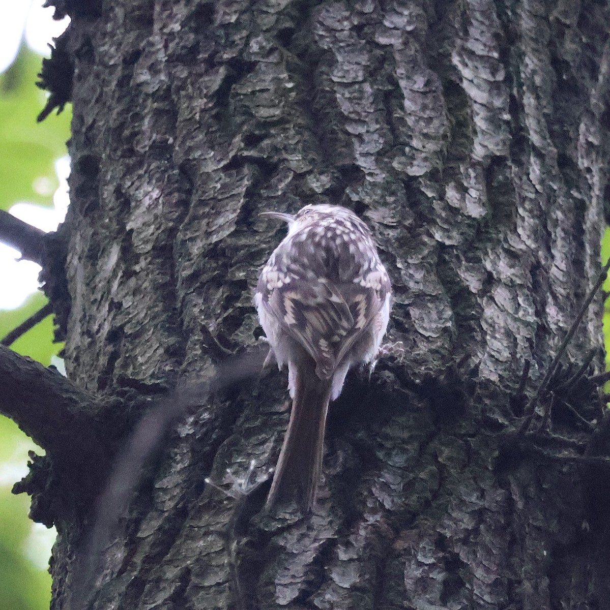 Short-toed Treecreeper - ML643703510