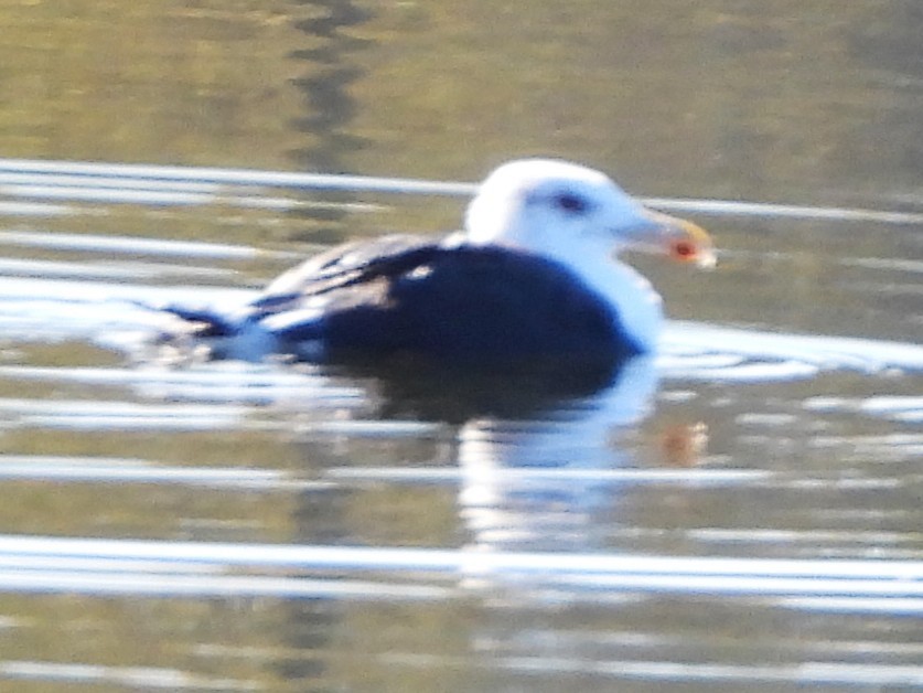 Great Black-backed Gull - ML643703511