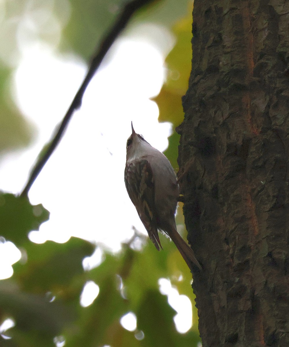 Short-toed Treecreeper - ML643703516
