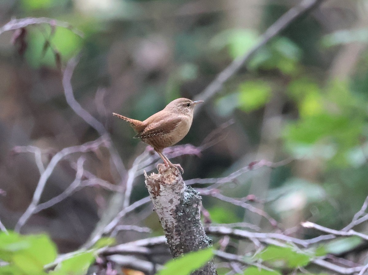 Eurasian Wren - ML643703523