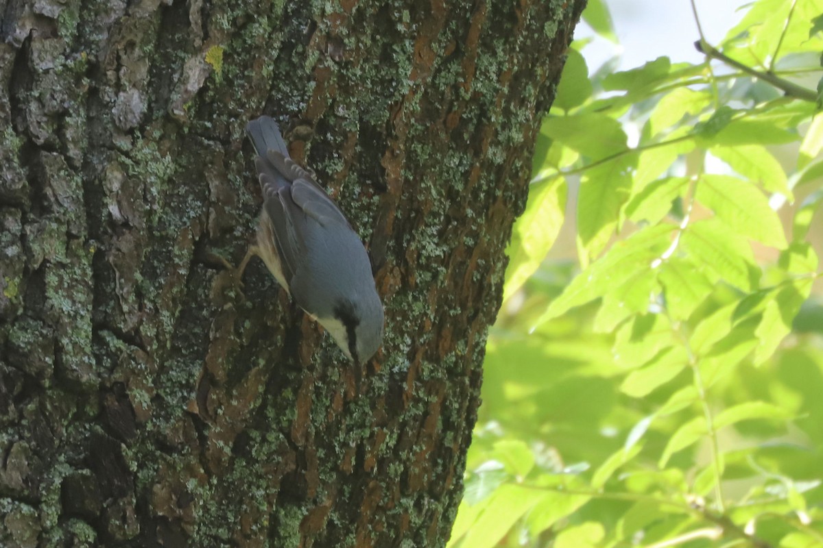 Eurasian Nuthatch - ML643703533