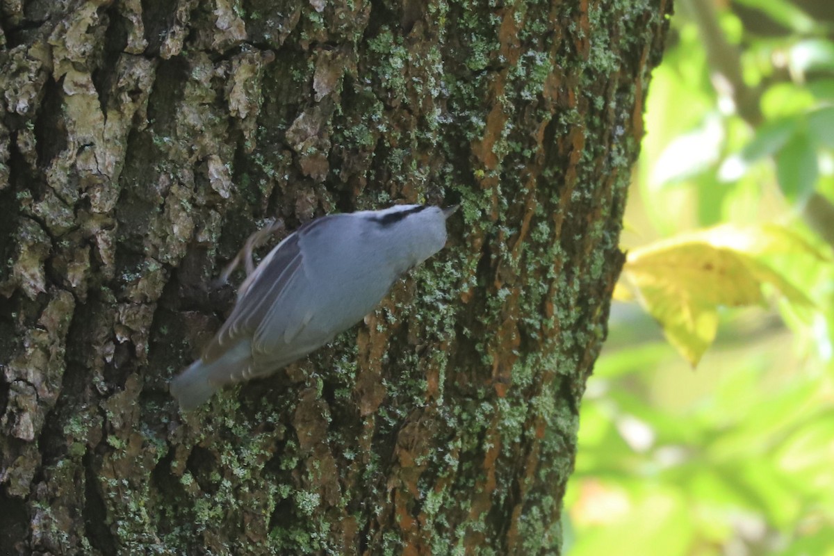Eurasian Nuthatch - ML643703534