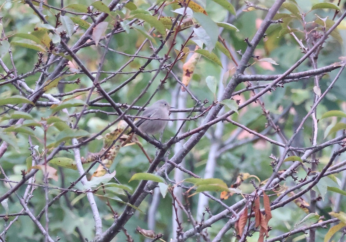 Black Redstart - ML643703543