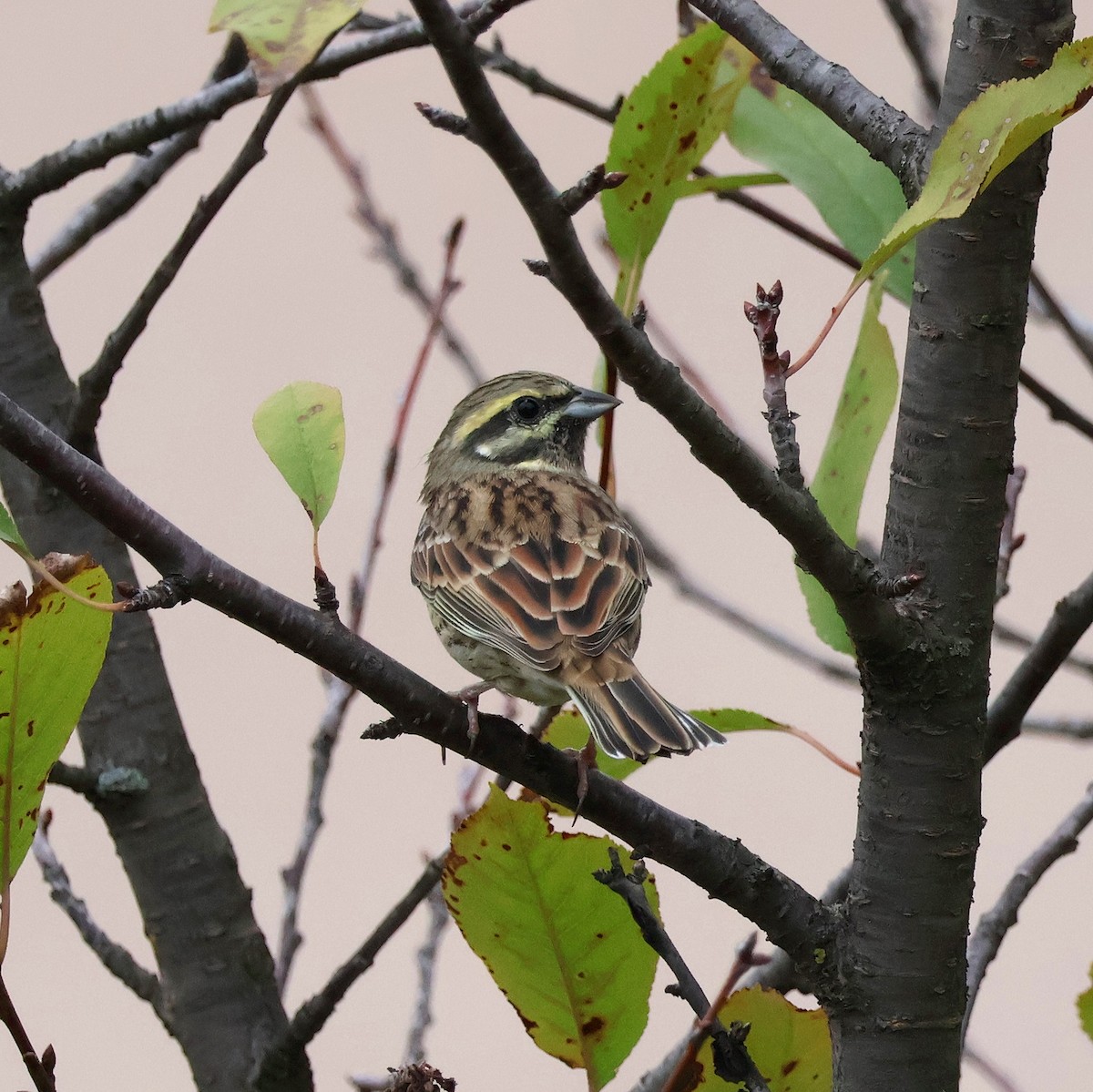 Cirl Bunting - ML643703556