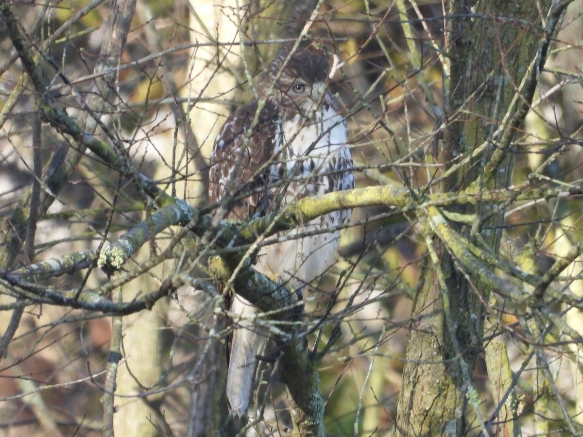 Red-tailed Hawk - ML643703557