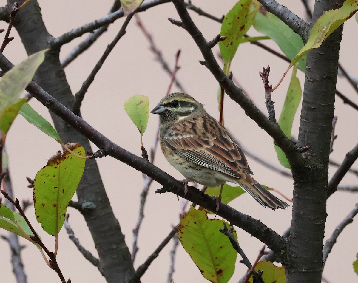 Cirl Bunting - ML643703558