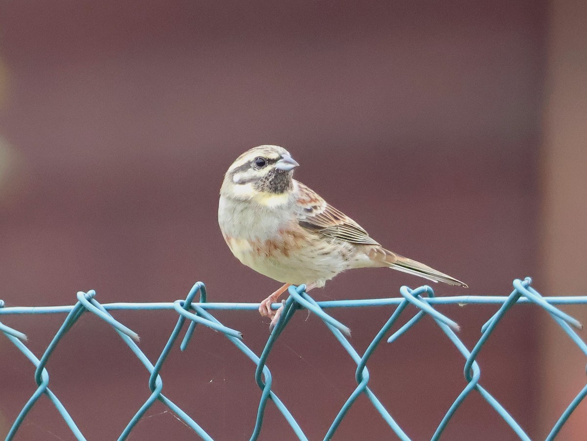 Cirl Bunting - ML643703563