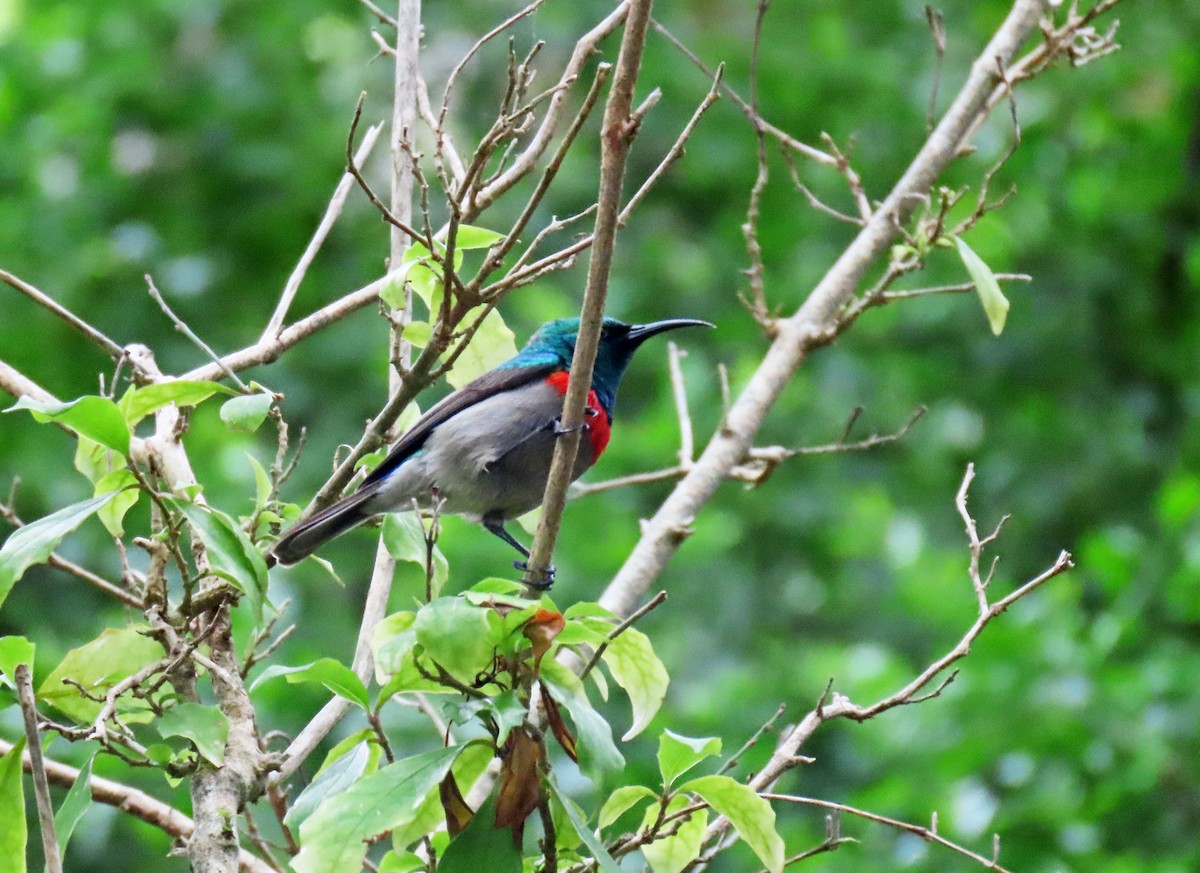 Southern Double-collared Sunbird - ML643703564