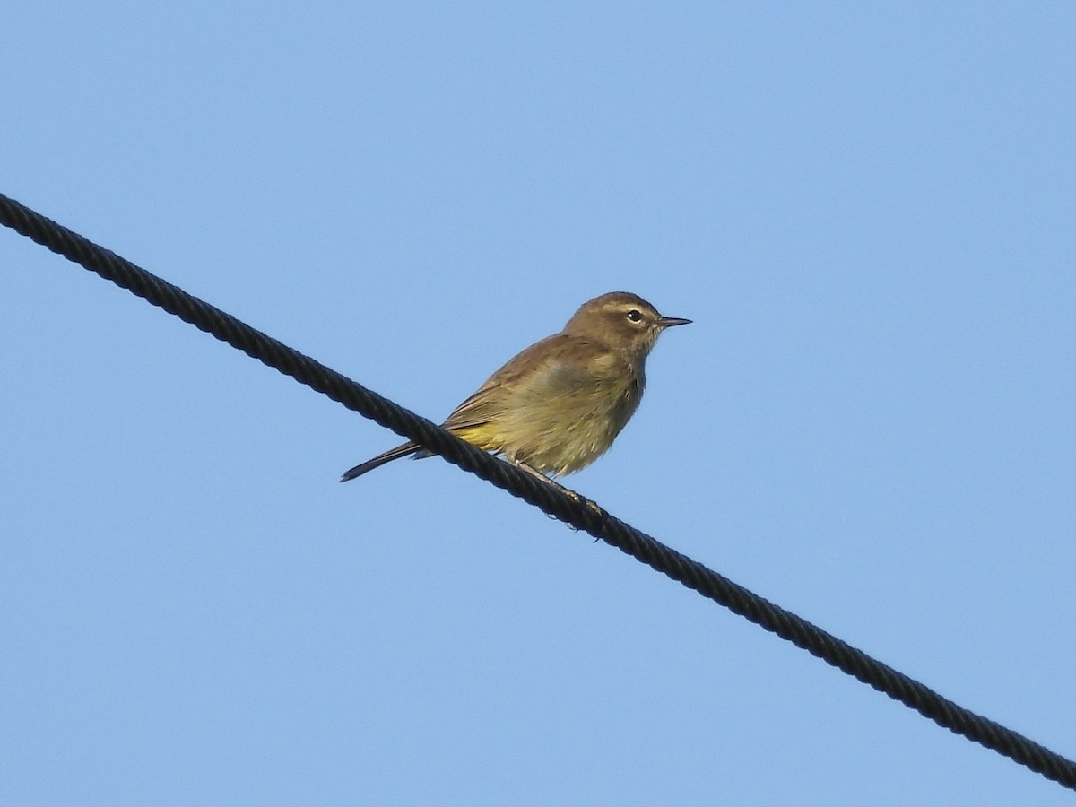 Palm Warbler - ML643703577