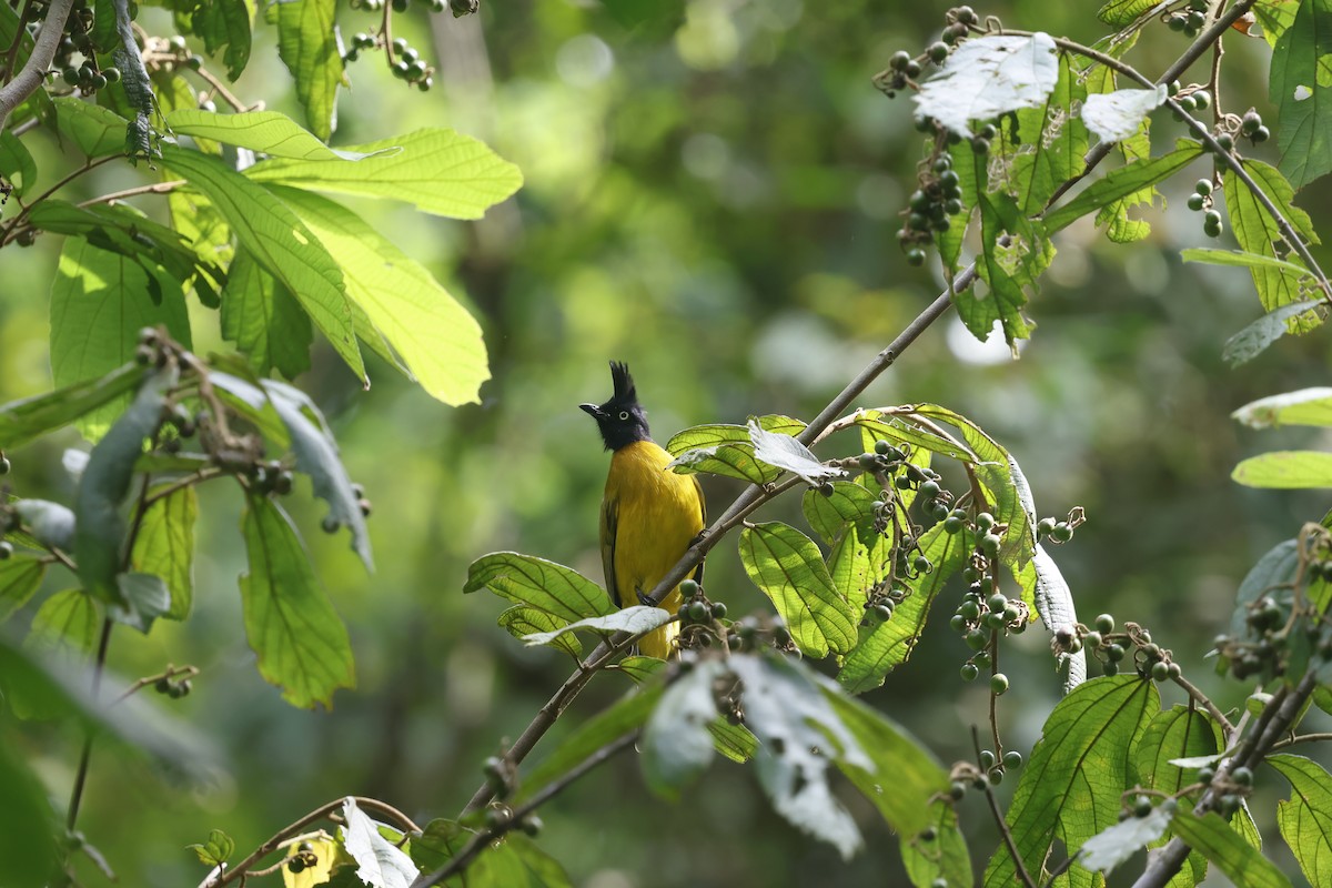 Black-crested Bulbul - ML643703591
