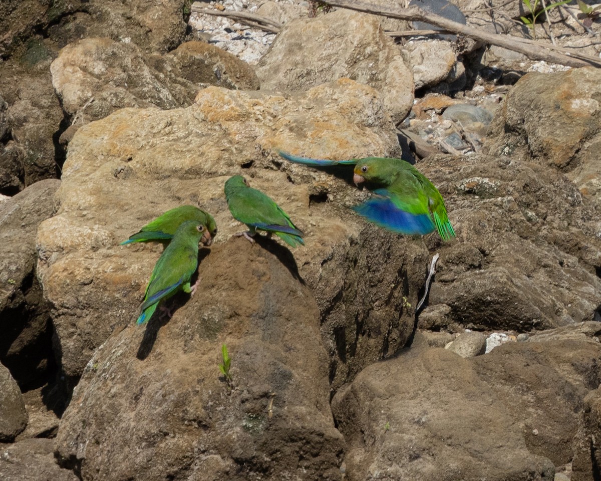 Cobalt-winged Parakeet - ML643703607