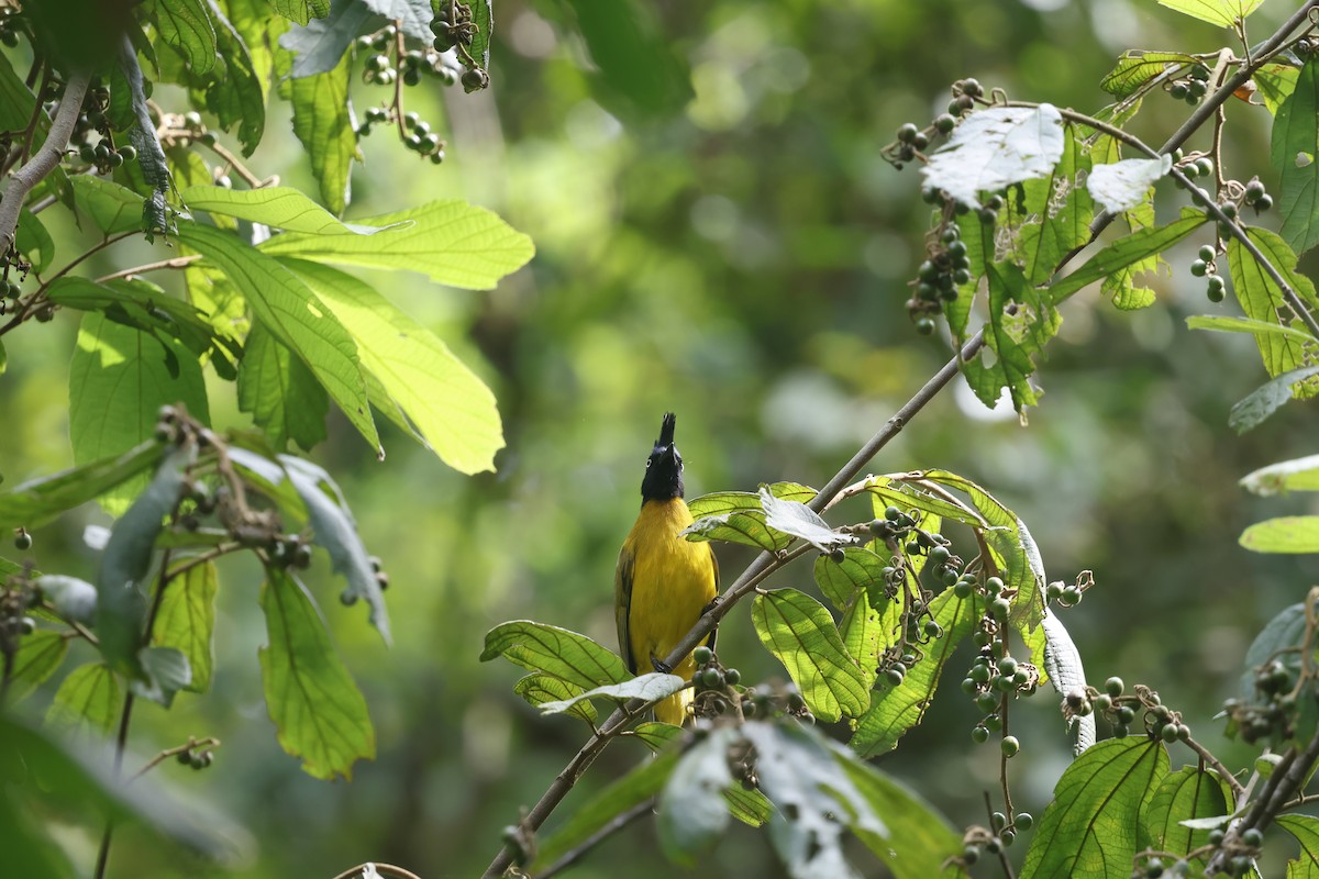 Black-crested Bulbul - ML643703626