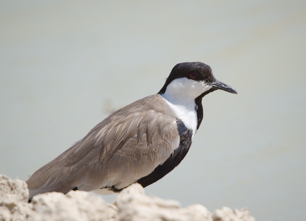 Spur-winged Lapwing - ML643703630