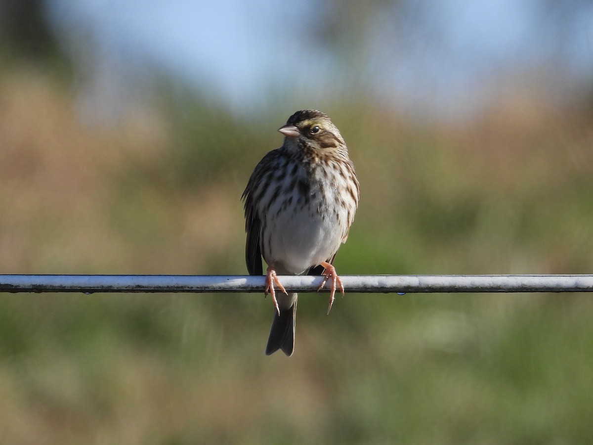 Savannah Sparrow - ML643703637