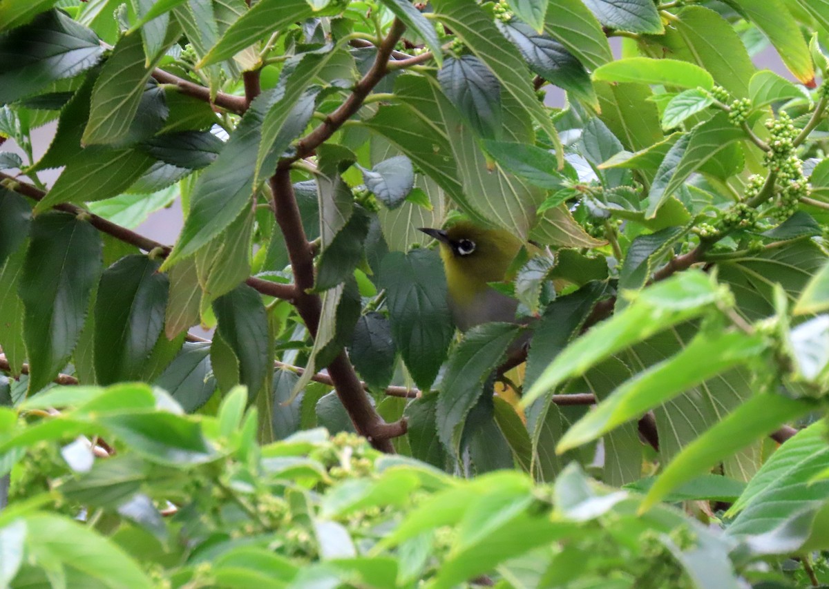 Cape White-eye - ML643703639