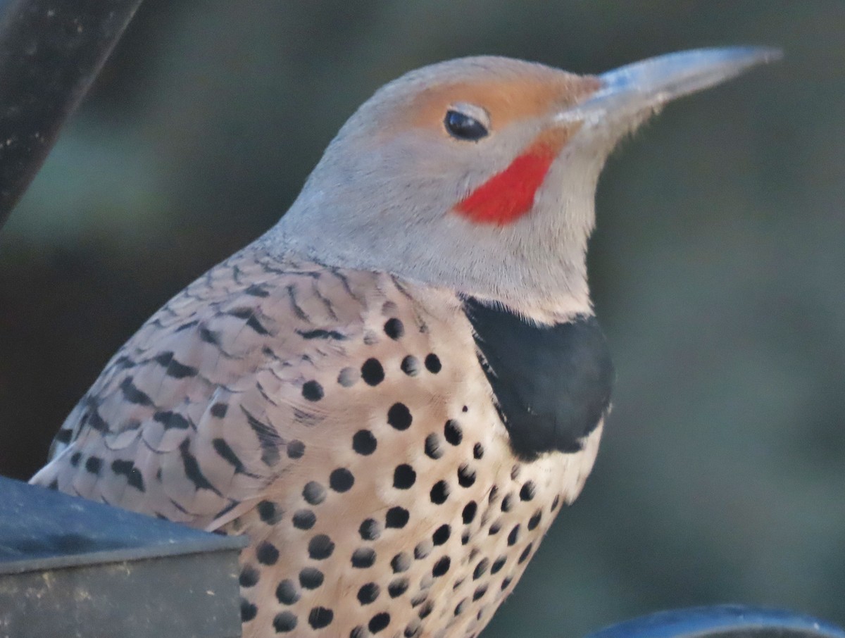 Northern Flicker (Red-shafted) - ML643703644