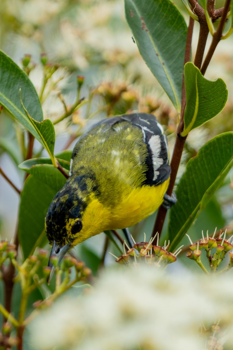 Common Iora - ML643703646