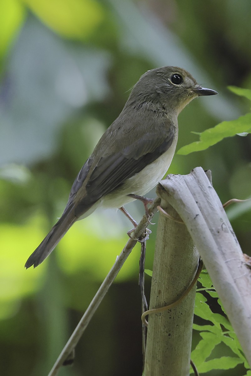 Hainan Blue Flycatcher - ML643703648