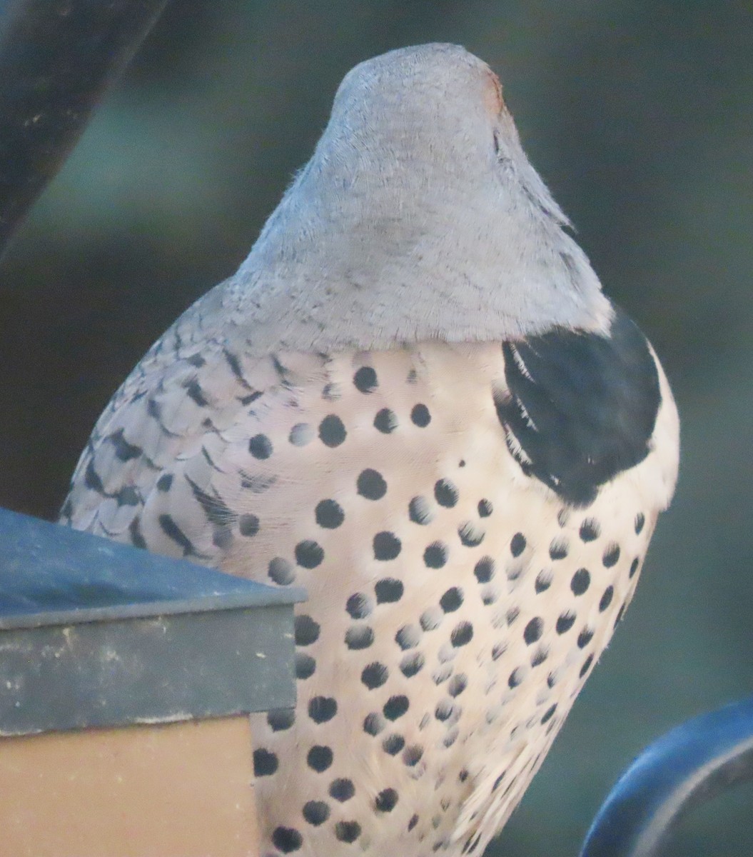 Northern Flicker (Red-shafted) - ML643703654
